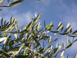 Ian Filippini Los Olivos