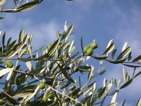 Ian Filippini Los Olivos