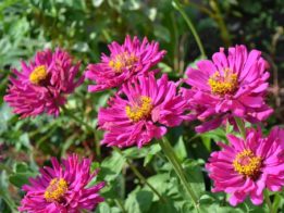 Ian Filippini Mother's Day Botanic Garden