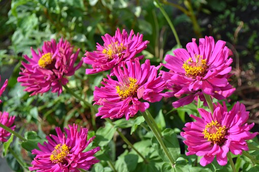 Ian Filippini Mother's Day Botanic Garden